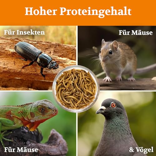 Amprosia Mehlwürmer lebend, Eiweißreiches Futter und Leckerbissen für Reptilien, Amphibien, insektenfressende Haustiere und Vogelfutter, Würmer Snack für Haustiere 50g, Lebende