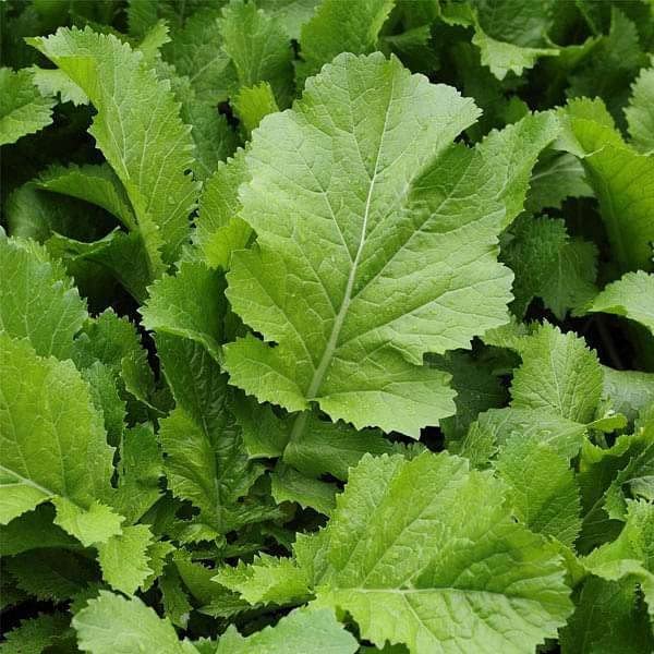 PLANTOGALLERY Mustard Sarson Saag Organic F1 Hybrid Seeds (B09B2M86D1) Amazon Price History, Amazon Price Tracker