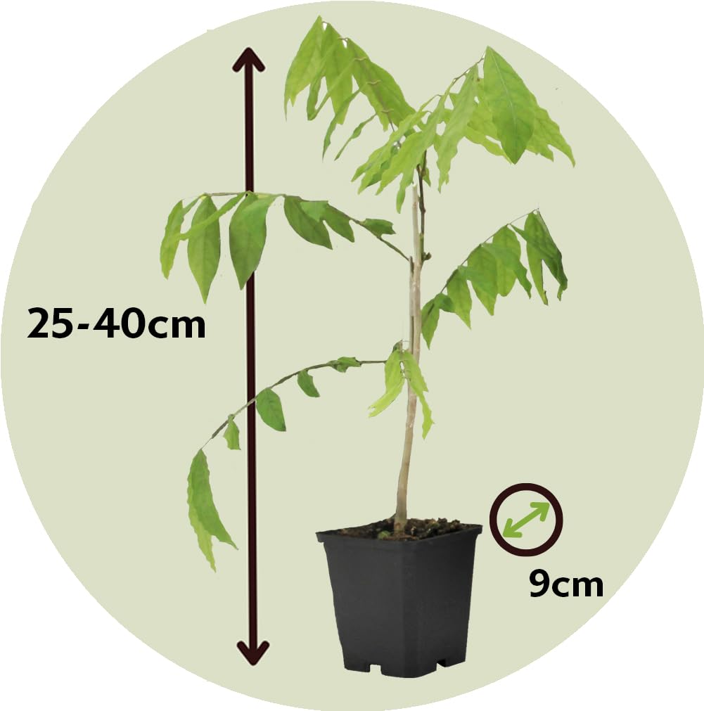 Plant in a Box - Wisteria sinensis - Wisteria glycine - Set de 3 - Pot 9cm - Hauteur 25-40cm