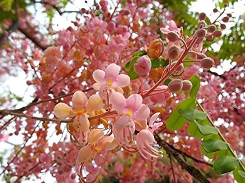 Cassia grandis Pink Shower Tree Seeds Tropical Plant for Home Or Garden (5)