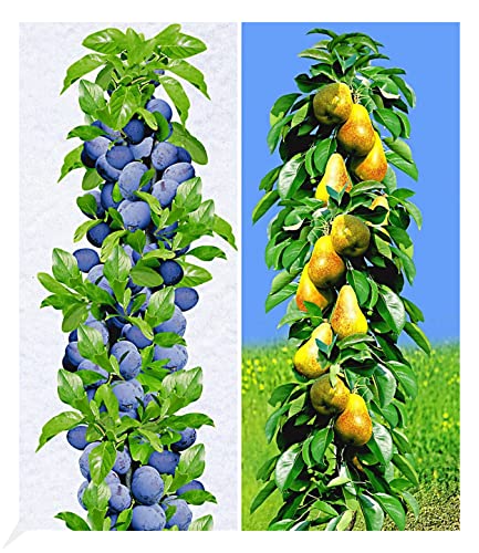 Säulenobst Selbstbefruchtend Die 15 besten Produkte im Vergleich