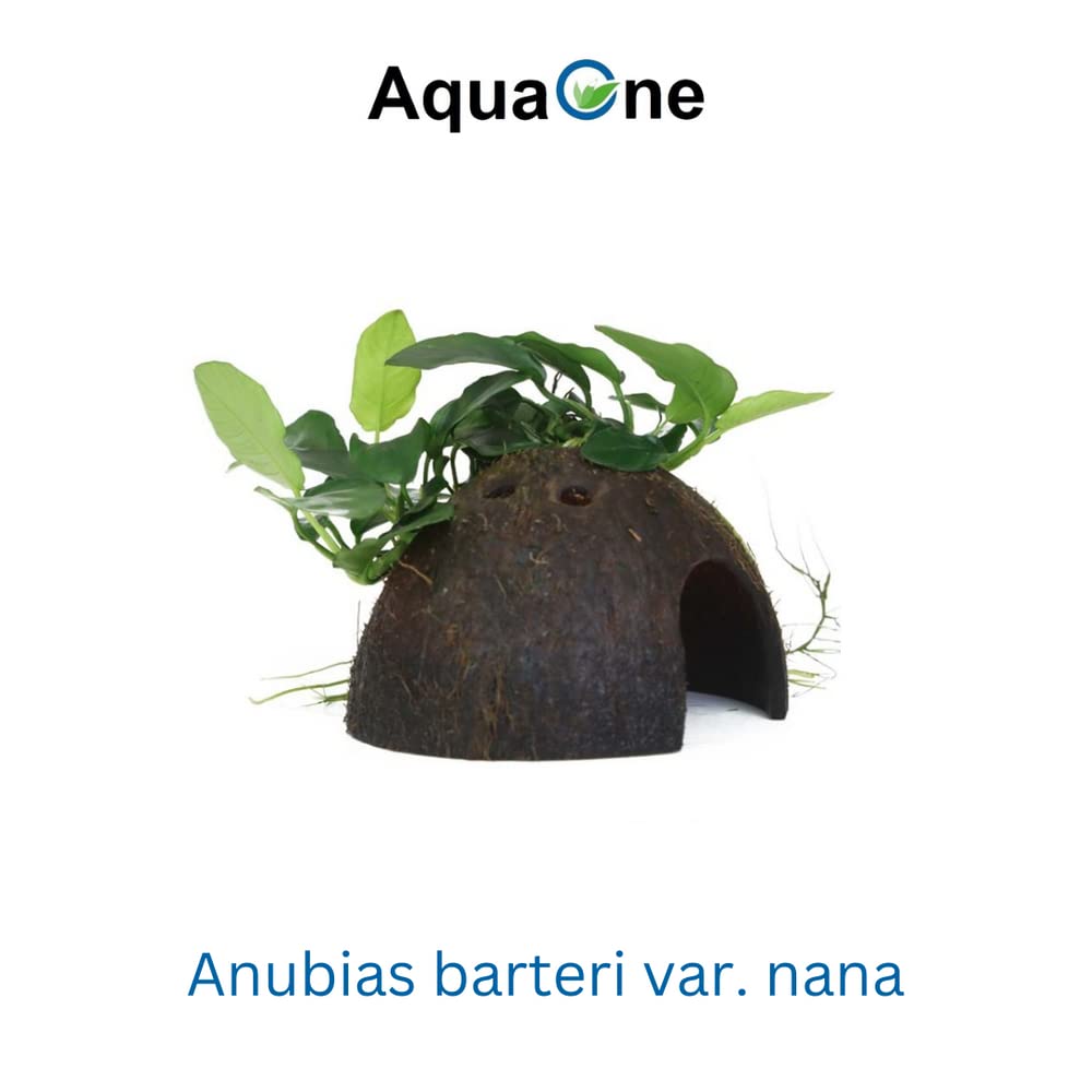 AquaOne Aquarium Pflanzen 2x Wasserpflanzen Set Mix mit 2 Aufsitzer