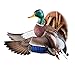 Wild Wings Flying Mallard Wall Sculpture by Sam Nottleman