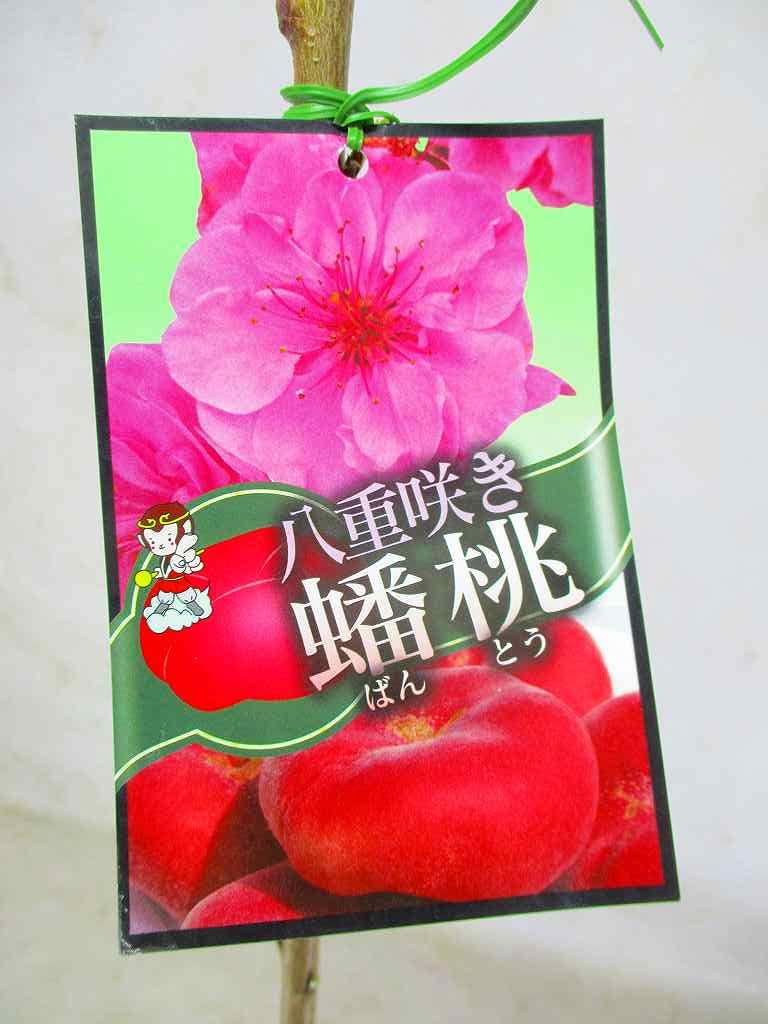 Amazon | 桃 果樹苗木 蟠桃（バントウ） 桃の苗木 5号ポット