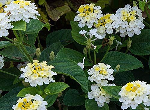 Lantana Evita® White Summer Colour Plug Plants Pack x6
