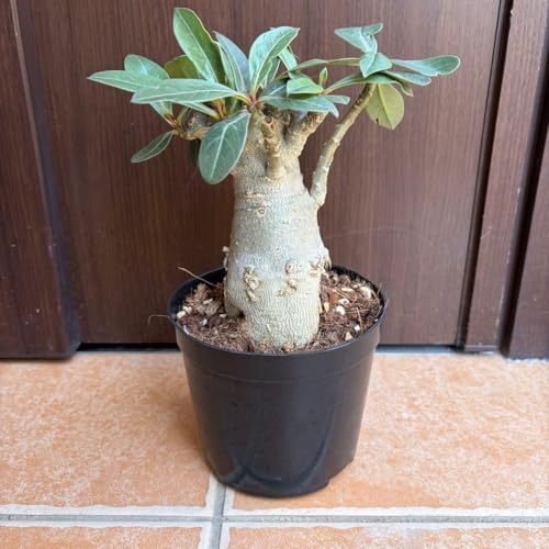 アデニウム 大株 美株 発根済み 塊根植物 コーデックス 塊根植物(コーデックス) と暮らそう｜アデニウムの育て方を鶴仙園の靍