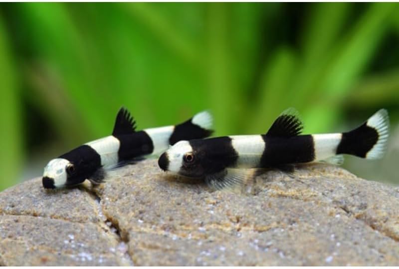 Swimming Creatures™ 2 Panda Loach (Yaoshania Pachychilus) Aquariu...
