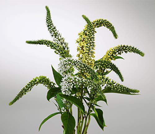 Design Master 132 Lemon Just for Flowers