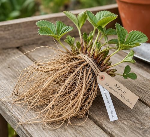 12 Albion Strawberry Bare Root Plants | Large Healthy Roots with Early Growth | Everbearing Strawberry Plants for Garden Raised Beds & Containers | Non-GMO Dormant Crowns (One Dozen Plants)