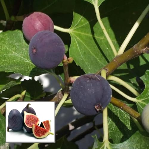 Image of Gular Live Fruit Plant | Cluster Fig Plant | Ficus Glomerata /Ficus Racemosa | Indian Fig Tree | Goolar /Umbar Fruit Plant for Home Garden, Outdoor Farming & Terrace Growing