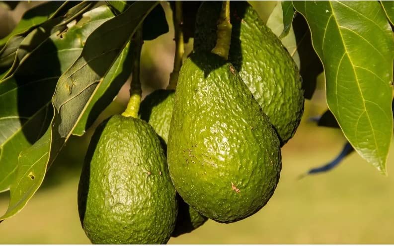 Green view"Avocado Persea americana 1/ alligator pear" Hybrid Seedling fruit plant - 1 Healthy Live Avocado Fruit Plant 1.5-2 Ft Height in Nursery Grow Bag for Home Garden (B0BYS1FCDH) Amazon Price History, Amazon Price Tracker