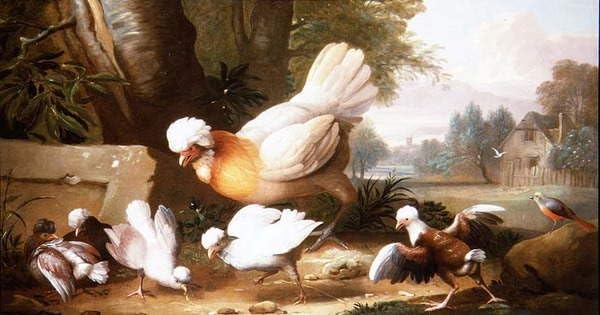 Impression sur toile de maître volailles et pigeons Jakob Bogdani 60x90
