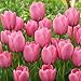 Produktbild Tulpenzwiebeln Winterhart Mehrjährig - Pink Passion - 25 Blumenzwiebeln - Echte Pflanzen aus Holland - Tulpenzwiebeln für Garten, Töpfe und Balkon (große Knollen, kein Samen, nicht künstlich)