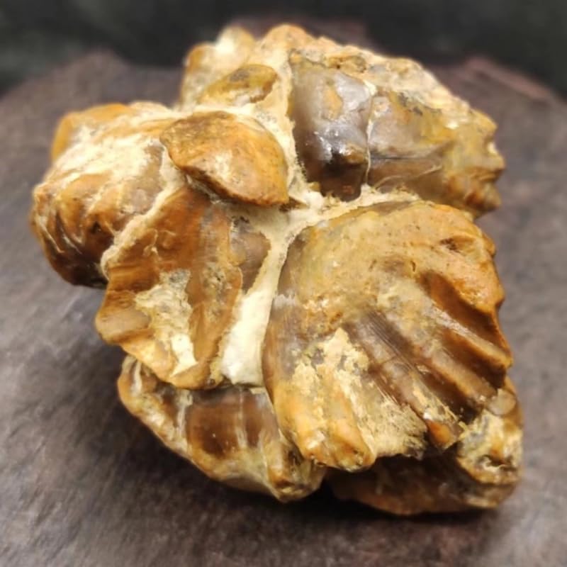 Collection Stone Swallow Fossil Dining Table Decor Specimen