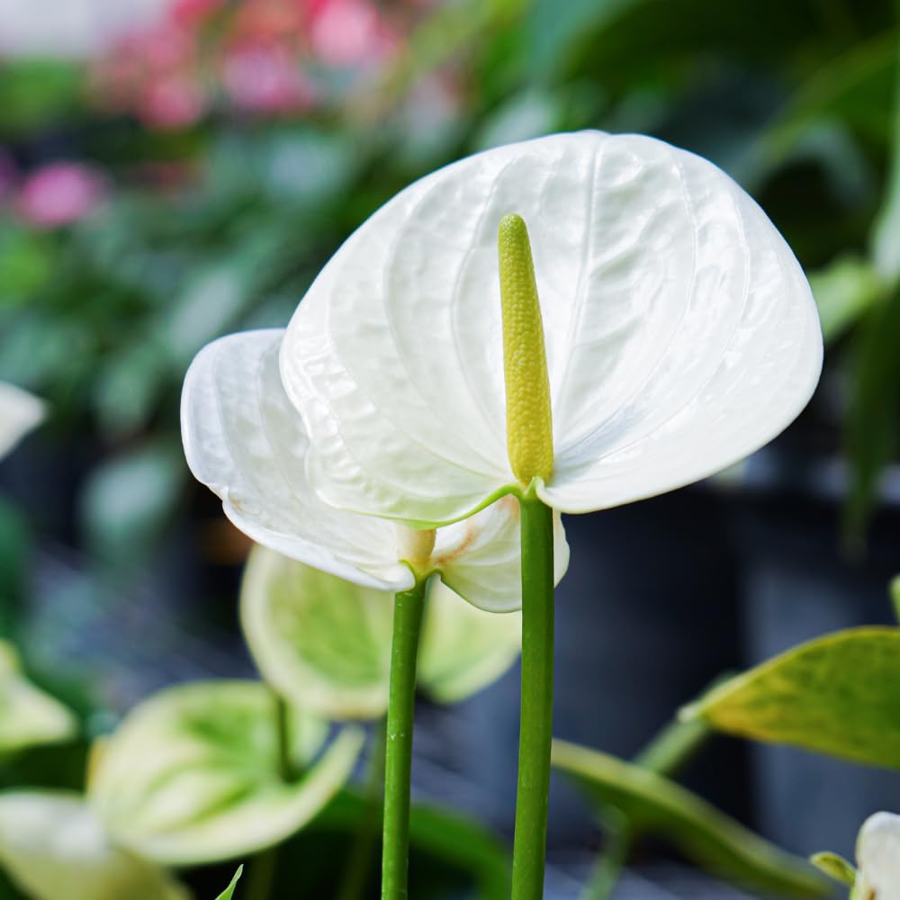metallicum anthurium Anthurium metallicum  Foliage Dreams