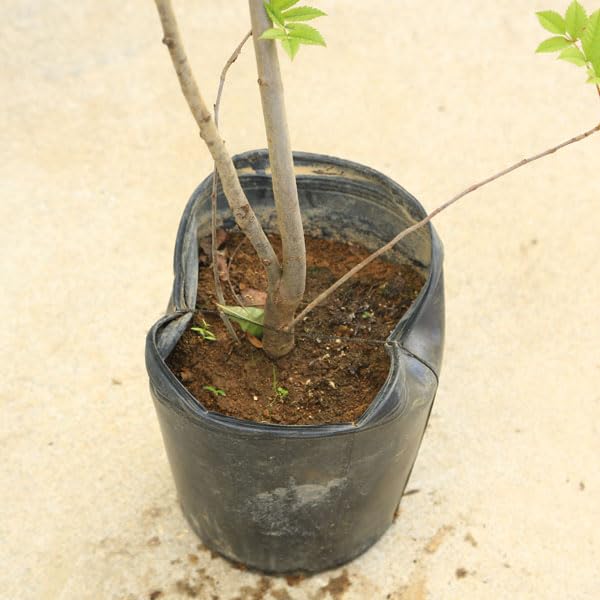 Amazon.co.jp: 庭木・植木：ナナカマド（ななかまど）七竈 特大株 現品