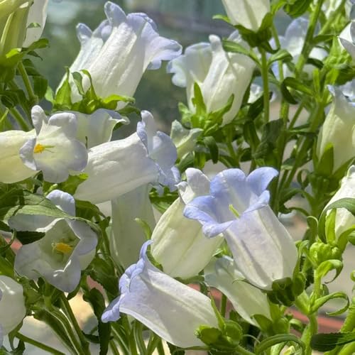 Semi resistenti di campanula, esotiche di campanula di campo da balcone, recisi primaverile, resistenti 450pcs