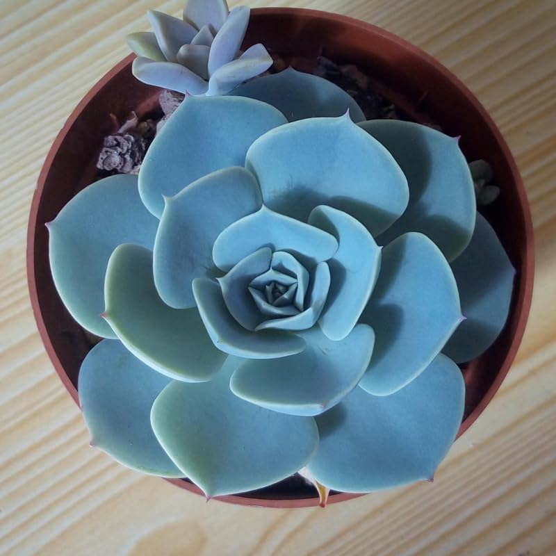 Miniatura 3 de Echeveria Suculents Plantas vivas, bien enraizadas, suculentas de Echeveria viva, planta de Echeveria viva, Echeveria rosa del desierto azul, maceta