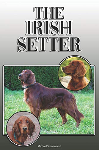 83936 irish setter