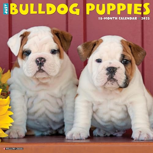 Just Bulldog Puppies 2025 - Calendario de pared de 12 x 12 pulgadas