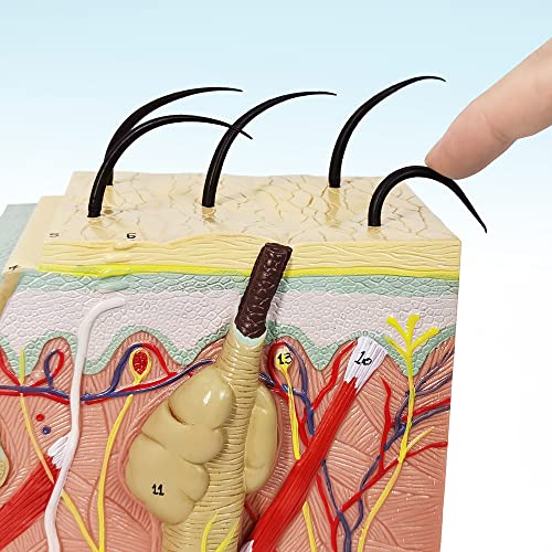Image of Human Anatomy Skin Model, 50X, with Hair, with Teaching Manual | Benilev Skin Anatomy Model, Suitable For Anatomy Study, Education And Teaching Demonstration, Ideal For Medical Students