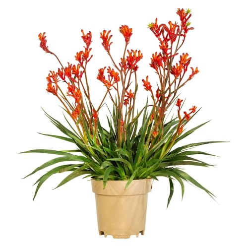 Bonplants Anigozanthos, Pianta Vera Zampe del Canguro, Vaso 17 cm, Altezza 60 cm (Rosso)