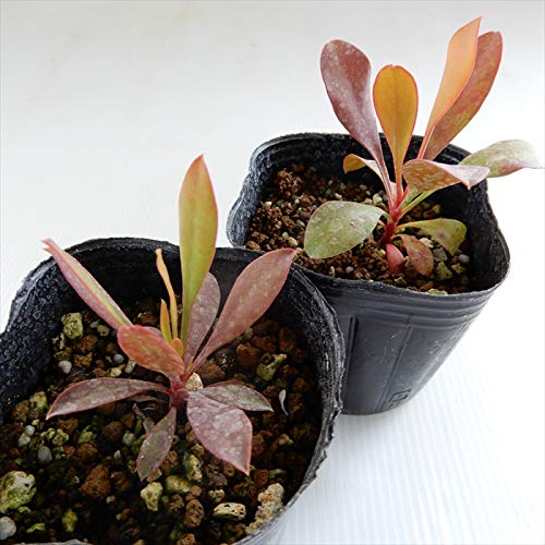 Amazon.co.jp: キングプロテア シナロイデス 9cmポット オージー