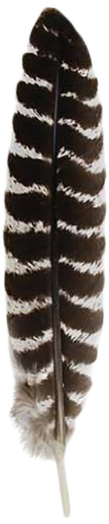 Piume D'Anatra Ergob Panax 100 Pezzi - 8-13cm Per Costumi, Artigianato E Decorazioni - Foto 2