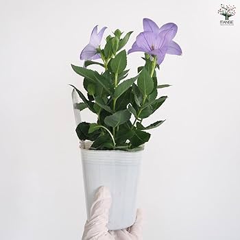 桔梗＆ブルーベル CCG PRカード チョイス 桔梗＆ブルーベル CCG