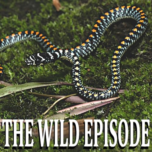 Paradise Flying Snake : Swimming in the Air