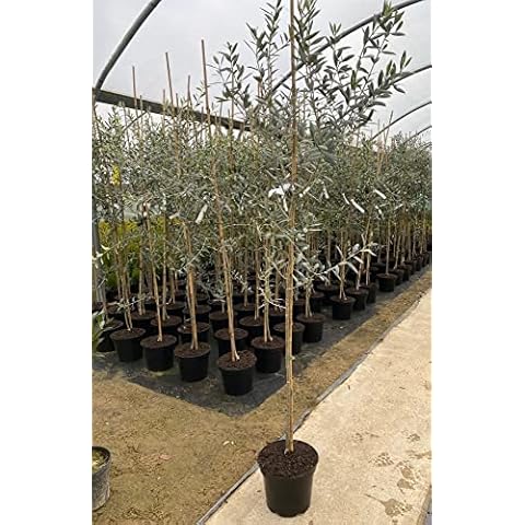 Large Olea Europaea Olive Tree in Pot Cover