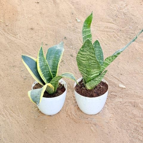 Best Nursery Set of 2 - Snake Yellow & Snake Green in 4 Inch White Premium Orchid Round Plastic Pot-image-9