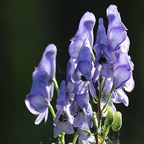 Amazon | オクトリカブト 9～10.5cmポット苗 モンクスフード