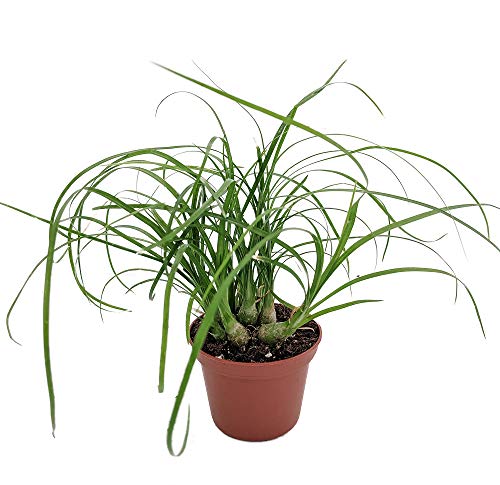 Ponytail Palm - 2.5 Pot - Beaucarnea - Great Indoors!