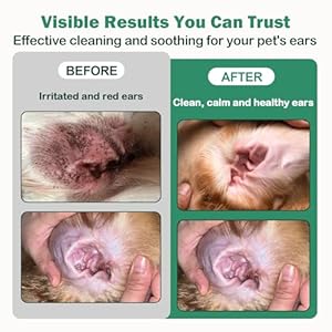 CuteBone Dog Anti-Itch Ear Flush – Cleans & Removes Wax Odor, Deodorizes, Soothes Ear Inflammation for Pet – Easy Ear Wash Care Solution – Ear Cleaner 4 fl.oz & 30 Cotton Swabs Kit