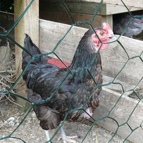 Maschendrahtzaun Sechseckgeflecht Hühnerdraht Kaninchendraht Hasengitter Feinmaschig PVC-Beschichtet Grün mit Handschuhen und 50 Kabelbindern für Tierzäune, Handwerksartikel und Gemüsegarten