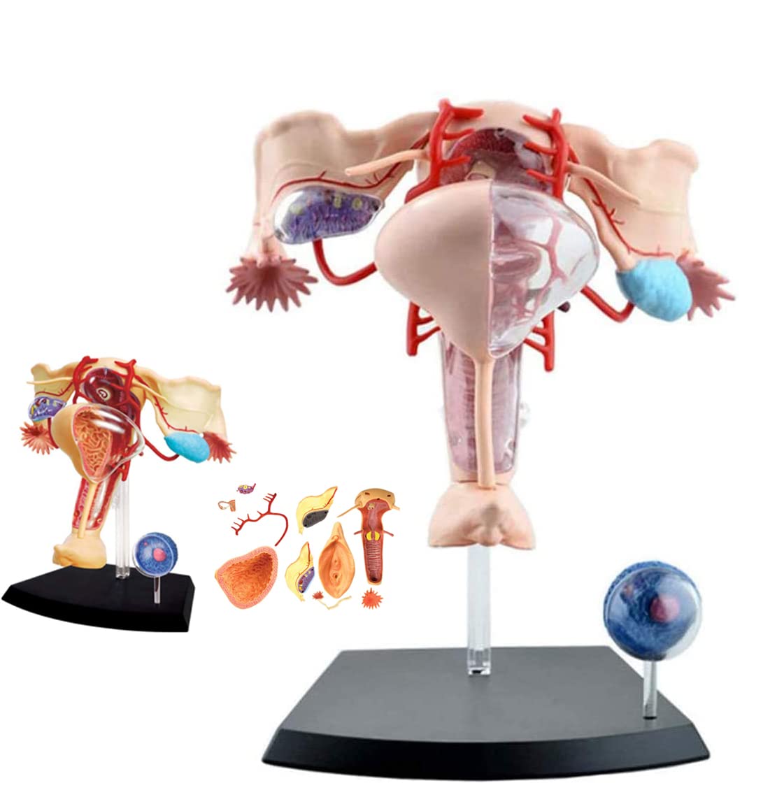 1: 1 órganos reproductivos Femeninos Humanos Ensamblaje del Rompecabezas 19 PPC 4D Modelo de enseñanza médica Manikin Ciencia Modelo anatómico 13 * 12 * 16cm