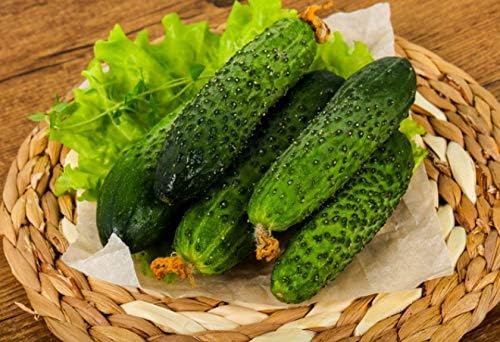 Miniatura 3 de Semillas Pepino Pepino Parisino Decapado Polinizado Abierto Vegetal No GMO para Plantar