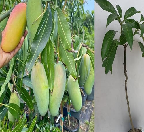 Image of Malgova Mango Plant Hybrid 1 Healthy Live Plant Fruit After 2.5-3 Years (Grafted Plant, 2-3 Feet Height) Mulgoba Mango Tree PB 43