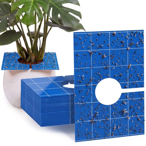 Mysora 50 Pack Pre-Cut Sticky Traps Bulk for Gnats 3 x 5 Inch Dual Sided Bug Fly Sticky Traps with Center Hole for Indoor Outdoor Plant Flying Insects Fungus Gnats Whiteflies Aphids (Blue)