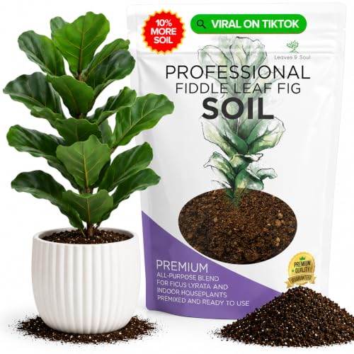 How and When to Repot a Fiddle Leaf Fig | UrbanOrganicYield.com Professional Fiddle Leaf Fig Soil Mix Large 2.2 Quarts Ready to Use, Premium Potting Soil...