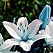 Egrow 50Pcs Blue Heart Lily Seeds Potted Plant Bonsai Lily Flower Seeds For Home Garden by Edible Gard