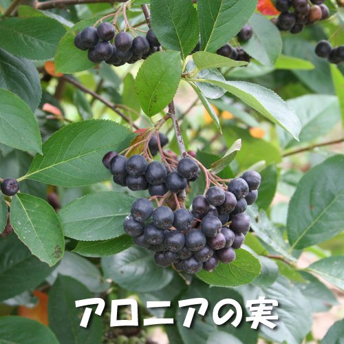 Amazon.co.jp: アロニア サプリ アロニア美紫（aronia-BISHI）（北海道