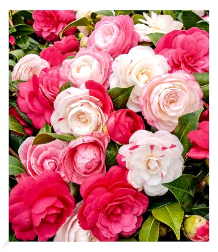 BALDUR Garten Freiland-Kamelie Festival Tricolor, 1 Pflanze, Mehrfarbig blühend, winterhart, Wasserbedarf gering, für Standort im Schatten geeignet, blühend, Camellia Japonica