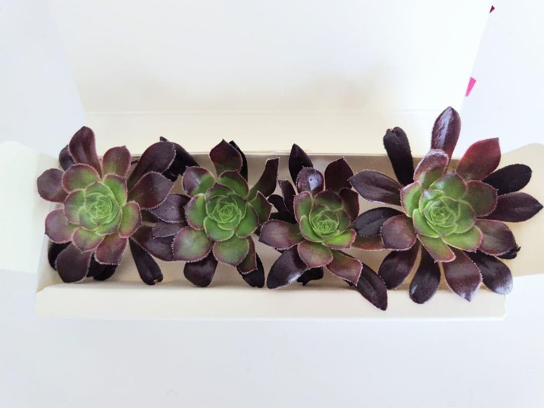 Amazon.co.jp: 多肉植物 黒法師 カット苗 : DIY・工具・ガーデン