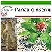 Produktbild SAFLAX - Heilpflanzen - Echter Koreanischer Ginseng - 10 Samen - Mit keimfreiem Anzuchtsubstrat - Panax ginseng