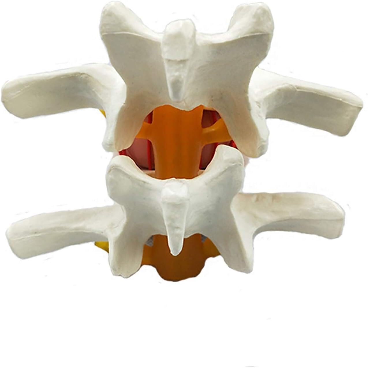 Modello di Dimostrazione del Disco Lombare Umano Modello della Colonna Sonora del Dorso Giallo Umano Colonna Lombare Anatomica Colonna Vertebrale Lombare