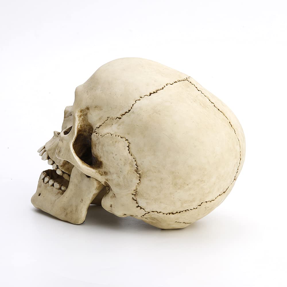 Amazon.co.jp: Veronese Design 高さ6 1/4インチ 人間の頭蓋骨