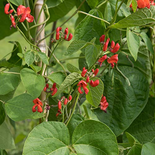 Outsidepride Scarlet Runner Beans Climbing, Vining Plants For Trellises, Fences, & Arbors - 25 Seeds #TOP11