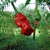 20 semi red willy chilli, penis kilos, peter chilli seeds
